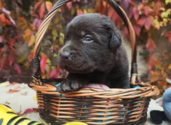 Nabídka štěňat labradorských retrieverů