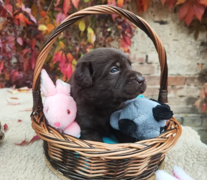 Nabídka štěňat labradorských retrieverů