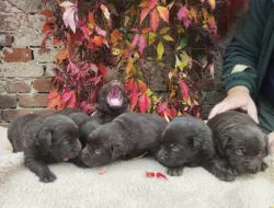 Nabídka štěňat labradorských retrieverů