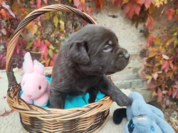 Nabídka štěňat labradorských retrieverů