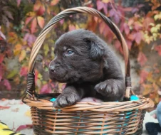 Nabídka štěňat labradorských retrieverů