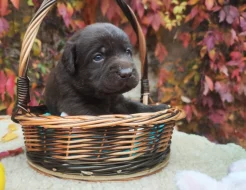 Nabídka štěňat labradorských retrieverů