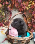 Nabídka štěňat labradorských retrieverů