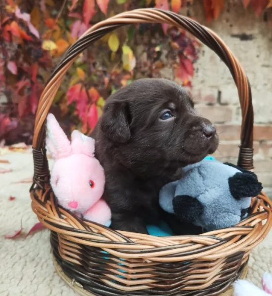 Nabídka štěňat labradorských retrieverů