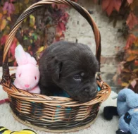 Nabídka štěňat labradorských retrieverů