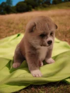 Akita Inu štěňata s PP odběr prosinec