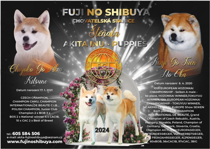 Akita Inu štěňata s PP odběr prosinec