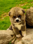 Akita Inu štěňata s PP odběr prosinec