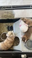 Prodám zakrslé králíčky beránky-ODBĚR IHNED