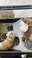 Prodám zakrslé králíčky beránky-ODBĚR IHNED