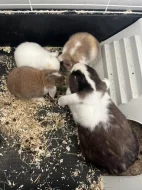 Prodám zakrslé králíčky beránky-ODBĚR IHNED