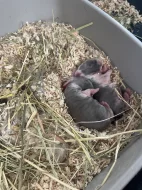 Prodám zakrslé králíčky beránky-ODBĚR IHNED