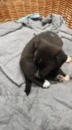 Stěňátka staford + labrador
