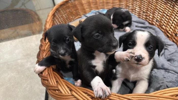 Stěňátka staford + labrador