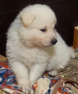 Bílý Švýcarský ovčák s PP