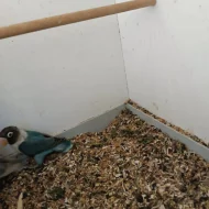 Agapornis škraboškový