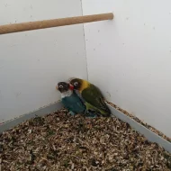 Agapornis škraboškový