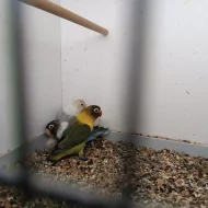 Agapornis škraboškový