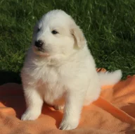 Pyrenejský horský pes