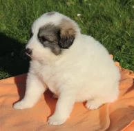 Pyrenejský horský pes