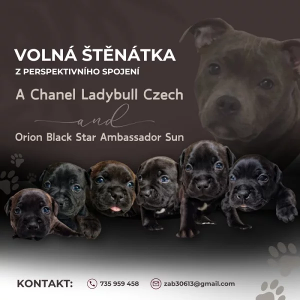 Volná štěňátka Stafordšírského bulteriéra z perspektivního spojení s PP.