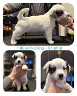 Jack Russell terier s PP