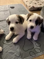 Jack Russell terier s PP