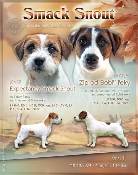 Jack Russell terier s PP