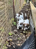 Jack Russell terier s PP
