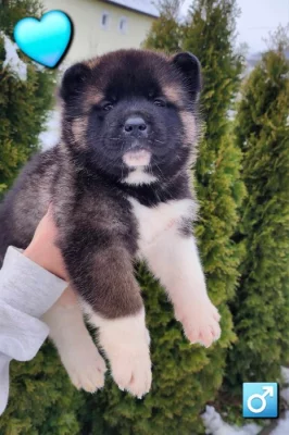 Americká akita