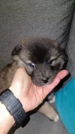 Nabízím k prodeji dvě štěňata vlčího špice