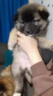 Nabízím k prodeji dvě štěňata vlčího špice