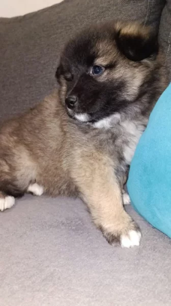 Nabízím k prodeji dvě štěňata vlčího špice