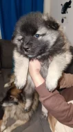 Nabízím k prodeji dvě štěňata vlčího špice