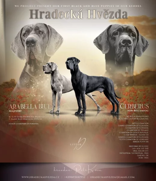 Německá doga modrá