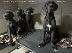 Německá doga modrá