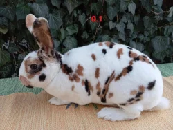 Dalmatinský strakáč REX černožlutý