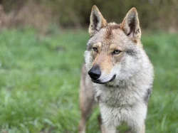 Československý vlčák - dva volní kluci k rezervaci