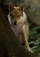 Československý vlčák - dva volní kluci k rezervaci