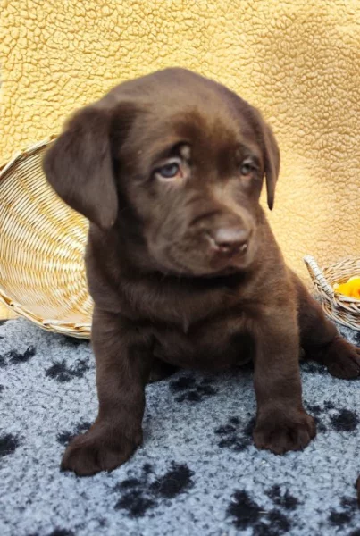 Nabídka štěněte labradorského retrievera