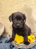 Nabídka štěněte labradorského retrievera