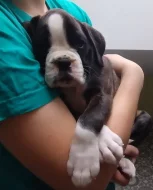 Boxer - štěňátka s PP