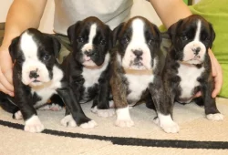 Boxer - štěňátka s PP