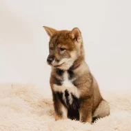 Štěňátka Shikoku - Japonské národní plemeno