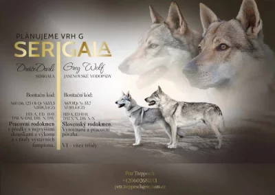 Československý vlčák s PP TOP spojení