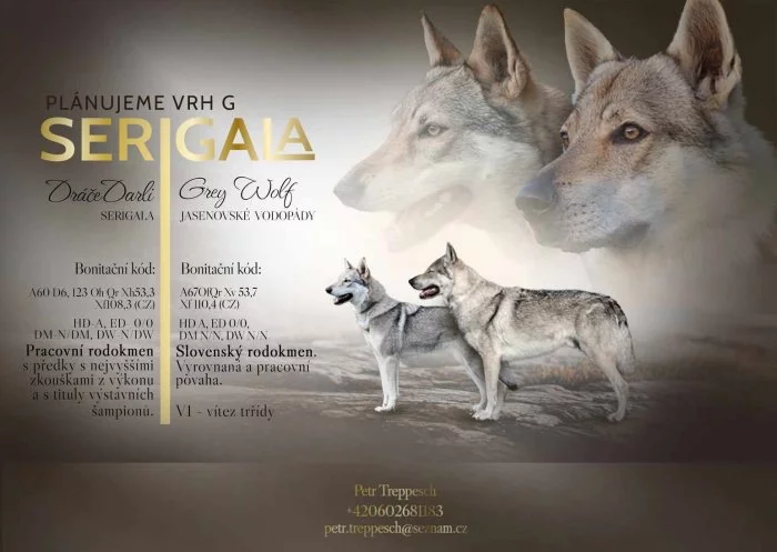 Československý vlčák s PP TOP spojení