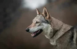 Československý vlčák s PP TOP spojení