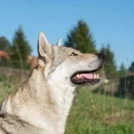 Československý vlčák s PP TOP spojení