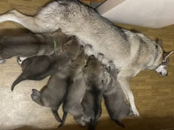 Československý vlčák s PP TOP spojení