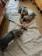 Československý vlčák s PP TOP spojení